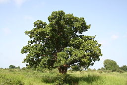 Vitellaria paradoxa (shea tree, karité), eastern Burkina Faso.: Photograph by Marco Schmidt courtesy of Wikimedia Commons