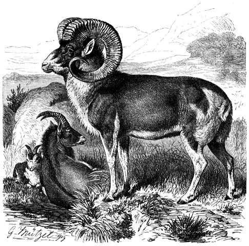 Marco Polo sheep rams.: Engraved by Gustave Mützel Published 1883 at the latest- this version of the book published then, may have appeared in earlier books. Courtesy of ZWikipedia from Brehm, Alfred/Brehms Thierleben/Säugethiere/Vierte Reihe: Hufthiere/Elfte Ordnung: Wiederkäuer (Ruminantia)/Sechste Familie: Hornthiere (Cavicornia)/23. Sippe: Schafe (Ovis)/Katschkar (Ovis Polii) Katschkar (Ovis Polii).1/17 natürl. Größe.