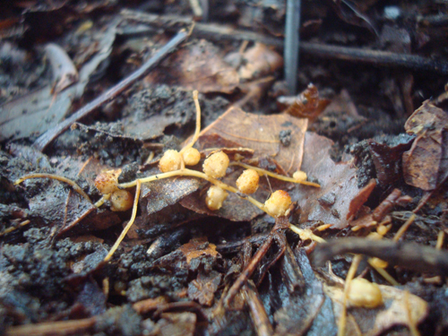 Symbiotic root nodules in a lowland tropical rainforest in Panama.: Photograph by Sarah Batterman