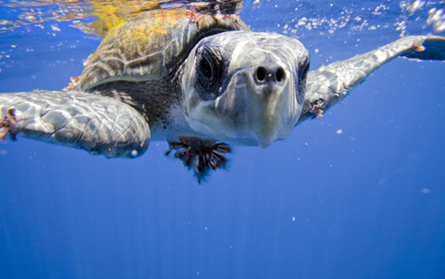 The Eastern Pacific Seascape spans Central and South America, covering a total of 2 million square kilometers.: Photograph© Kip Evans / Mission Blue (Cocos)