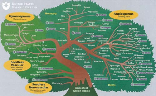 A botanical tree of life, from amaryllis to tree fern.: Photograph courtesy of  U.S. Botanic Garden