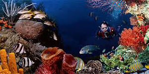 Man scuba diving at Salt River Bay National Historic Park and Ecological Preserve.: Photograph courtesy of NOAA