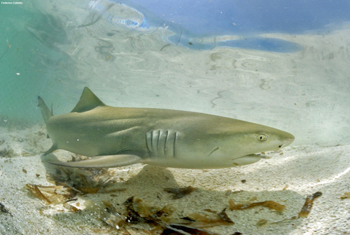 Lemon sharks are now protected by the shark fishing ban implemented in the Los Roques Archipelago off of Venezuela.: Photograph by Federico Cabello