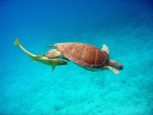 Sea Turtle located within the Virgin Islands Coral Reef National Monument.: Photograph courtesy of NOAA